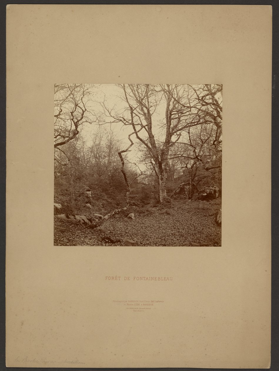 Forét de Fontainebleau - William Drooke Harrison