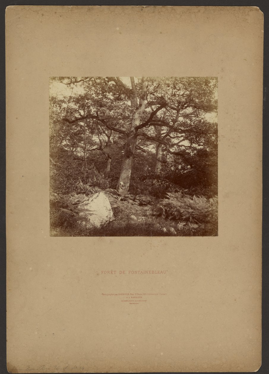 Forét de Fontainebleau - William Drooke Harrison
