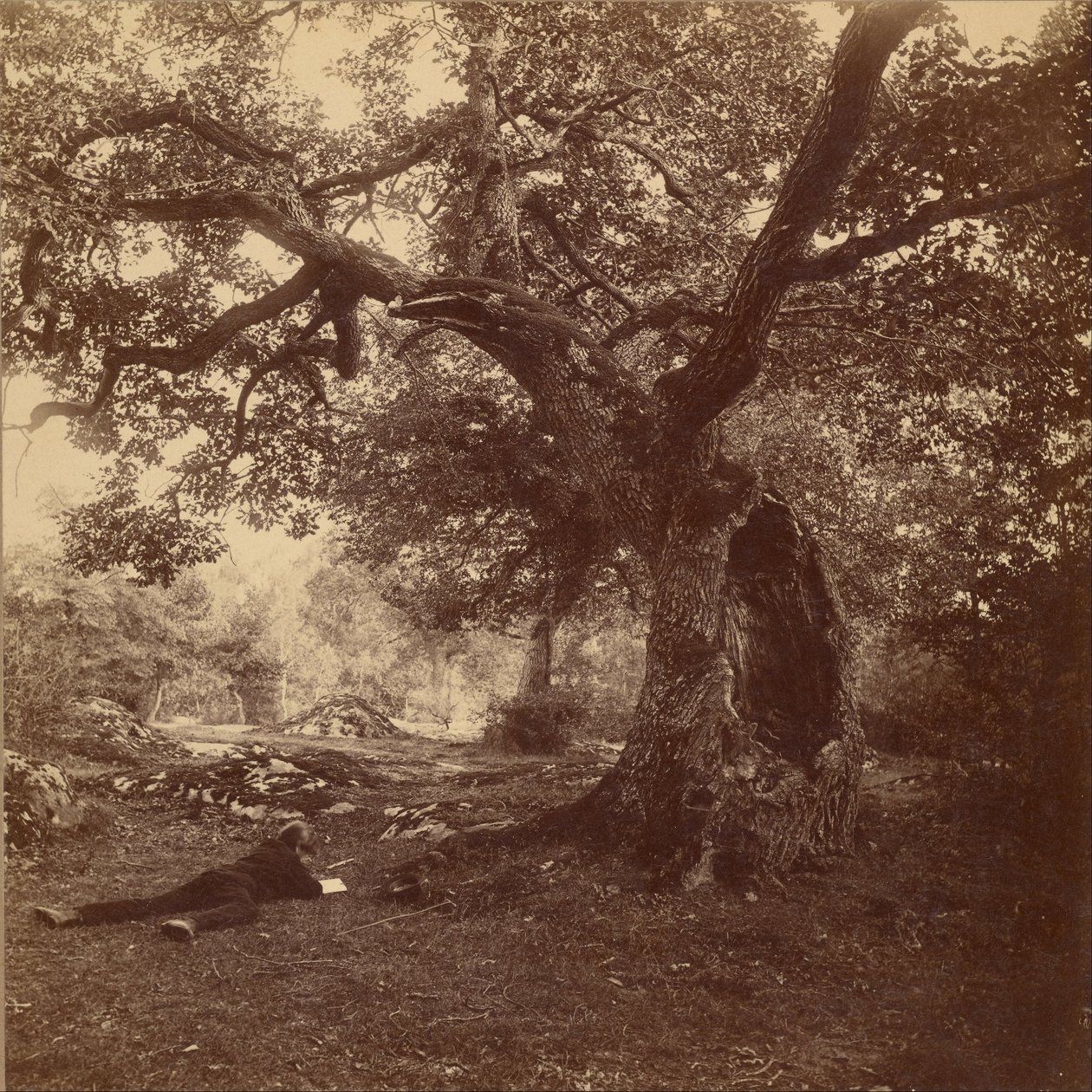 Forêt de Fontainebleau - William Drooke Harrison
