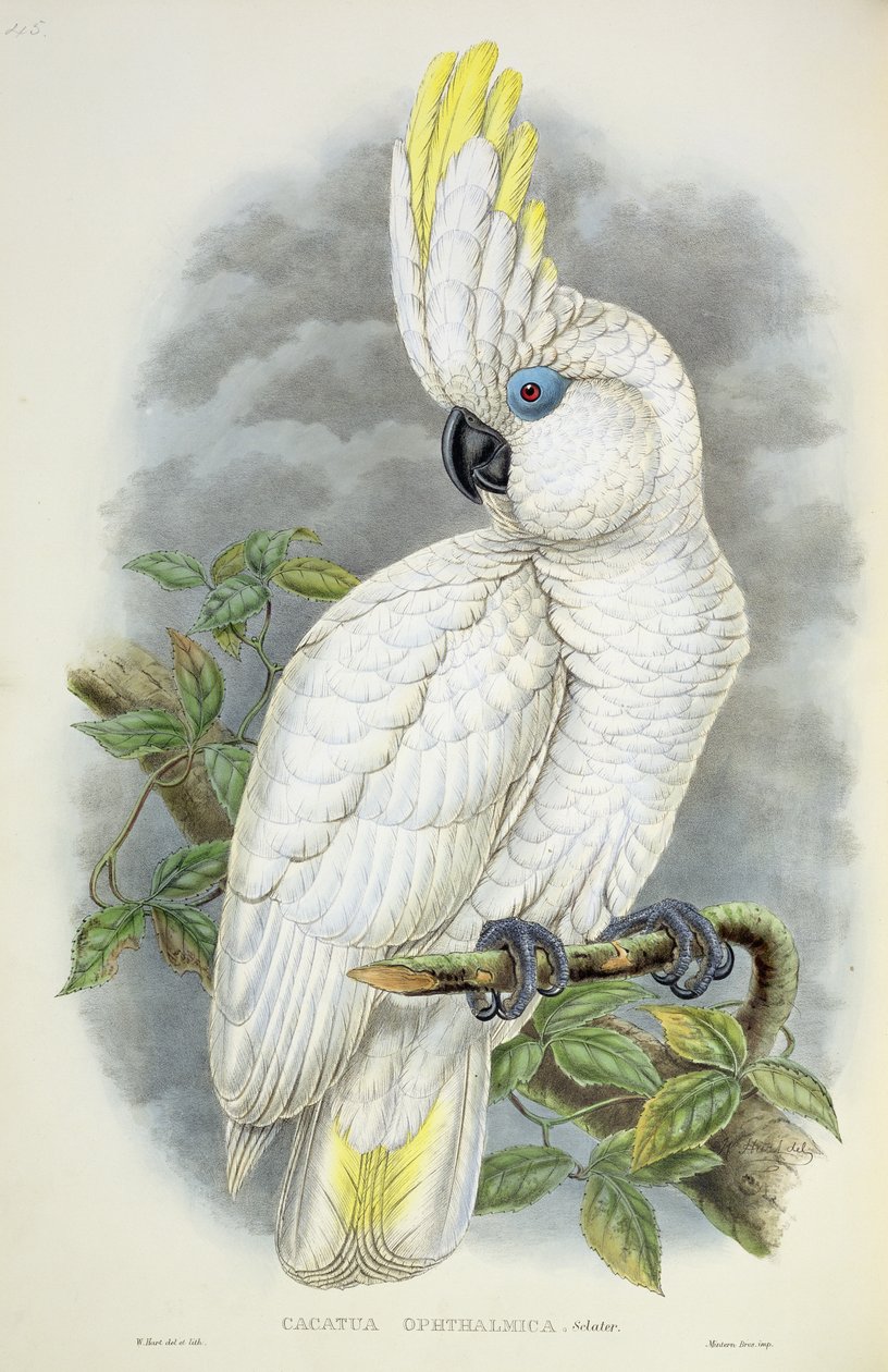 Cacatoès aux yeux bleus - William Hart