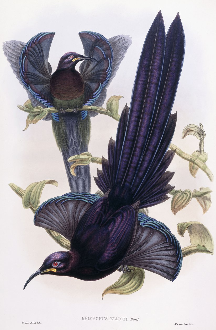 Epimachus Ellioti, Ward, vers 1891-1898 - William Hart