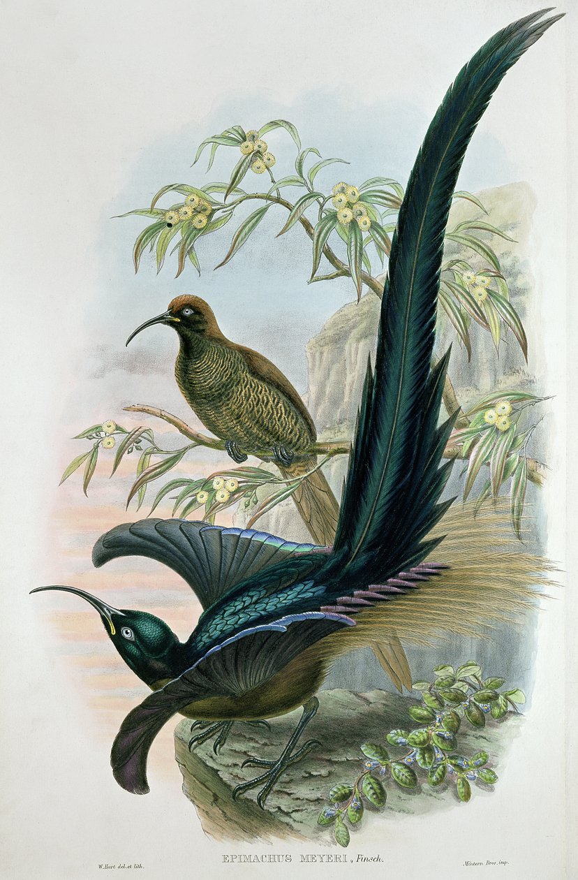 Epimachus Meyeri - William Hart