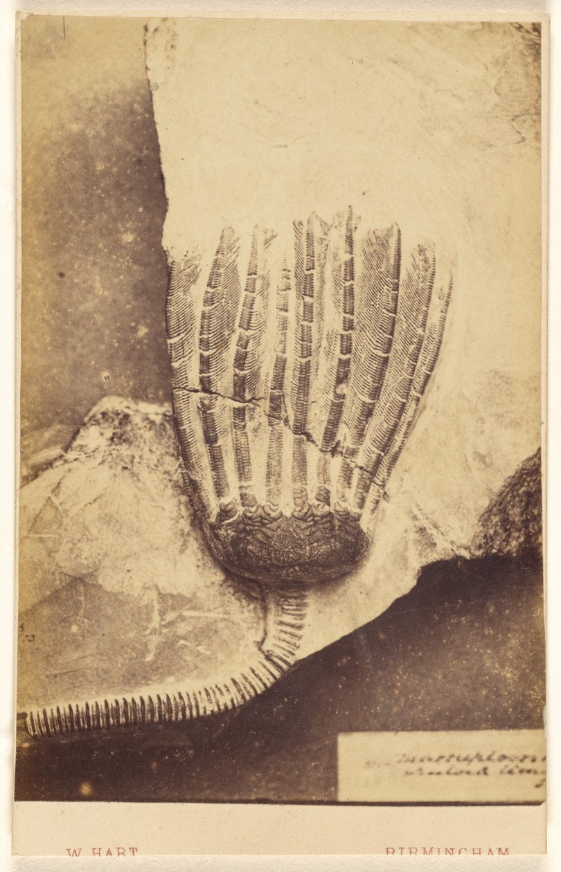 [Fossile de crinoïde]. - William Hart