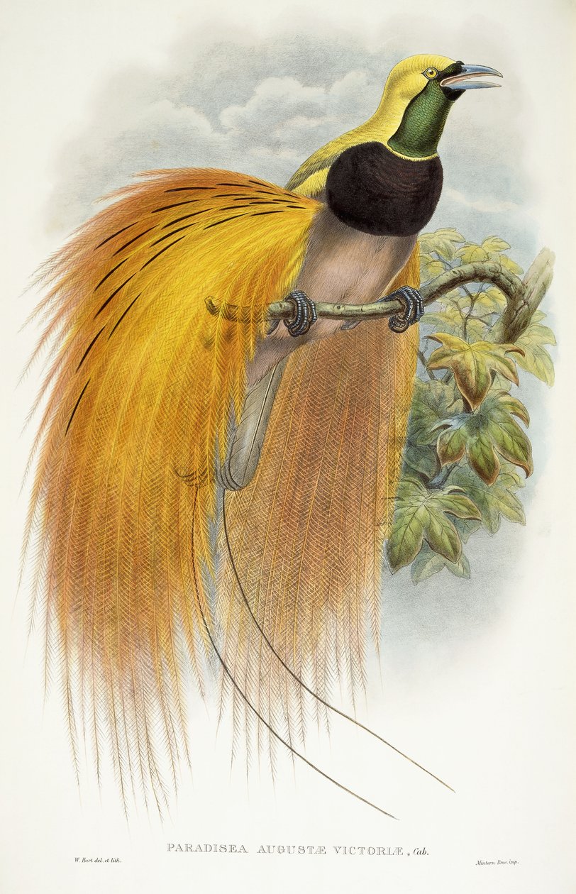Paradisea Augustae Victoriae, 1891-1898 - William Hart