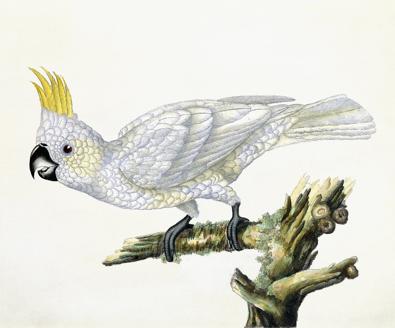 Cacatoès, 1779 - William Hayes