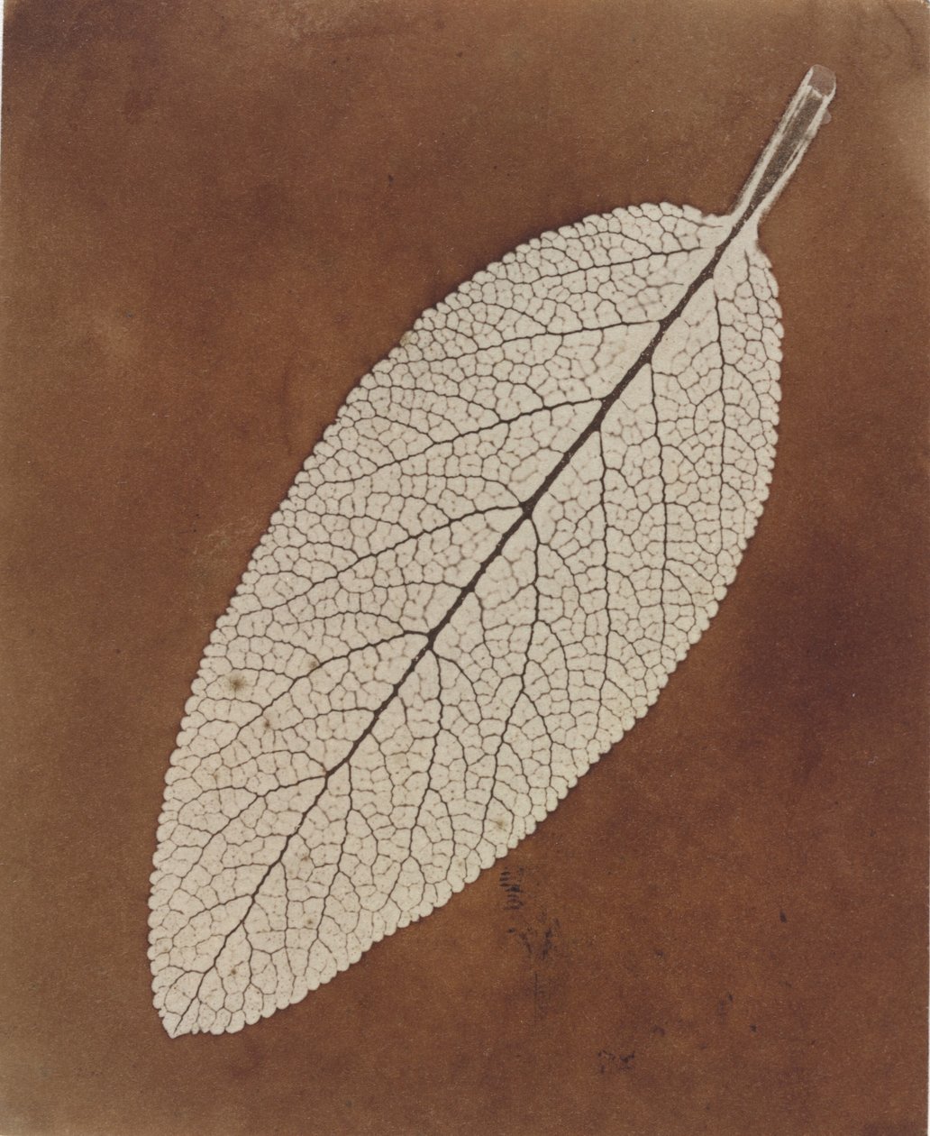 Étude de feuilles, 1839/1840 (photo) - William Henry Fox Talbot