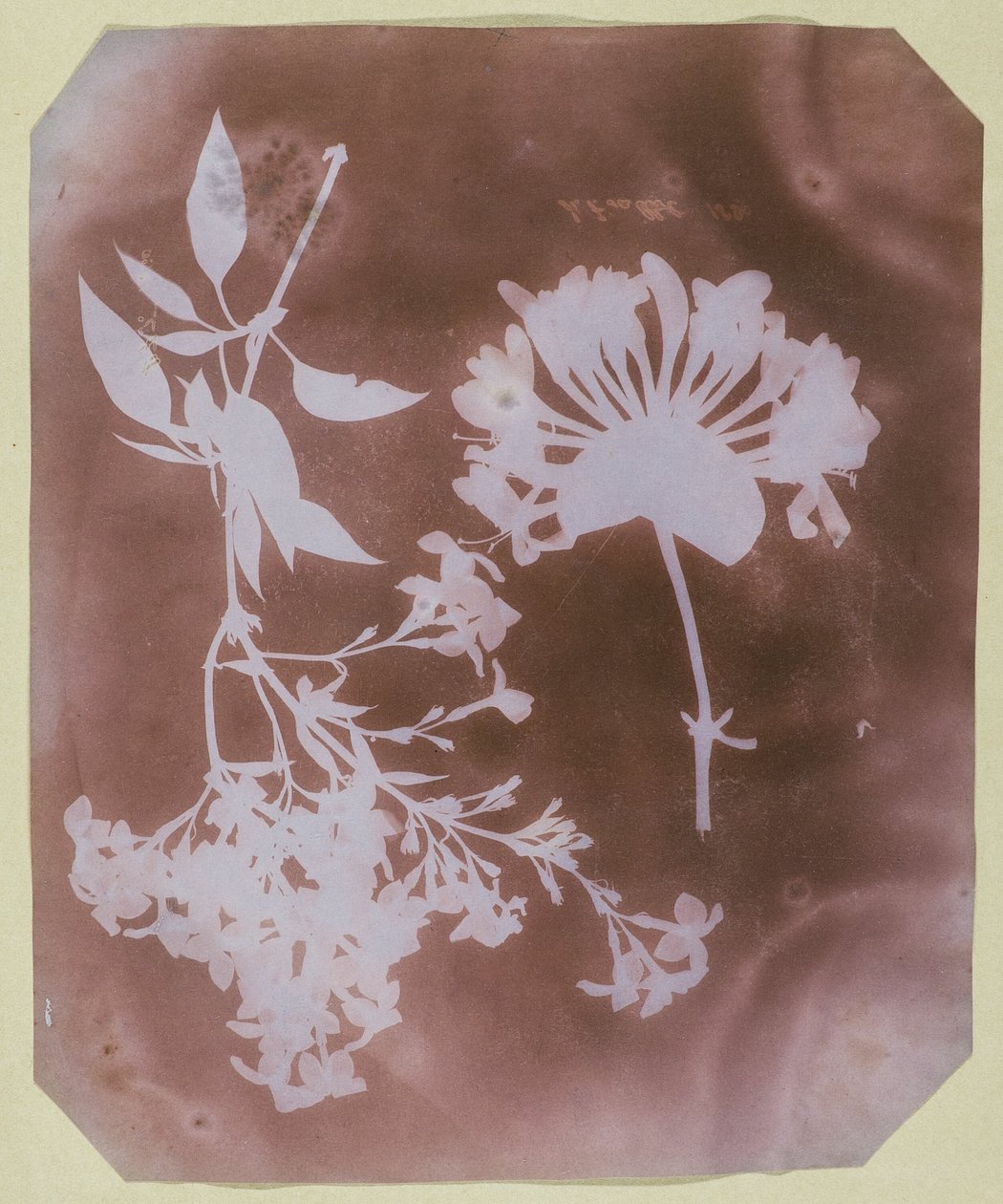 Deux spécimens de plantes - William Henry Fox Talbot