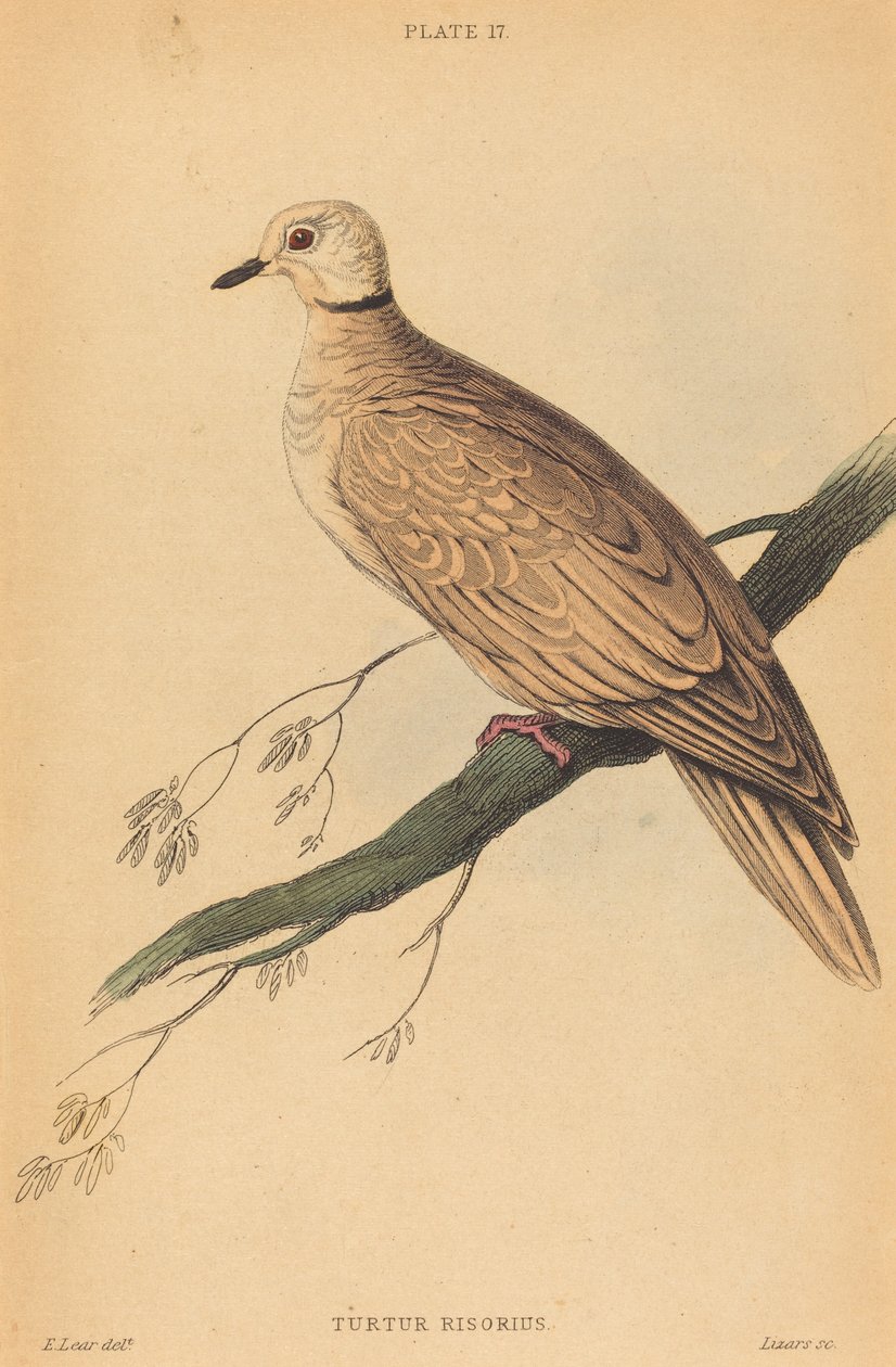 Turtur Risorius - William Home Lizars