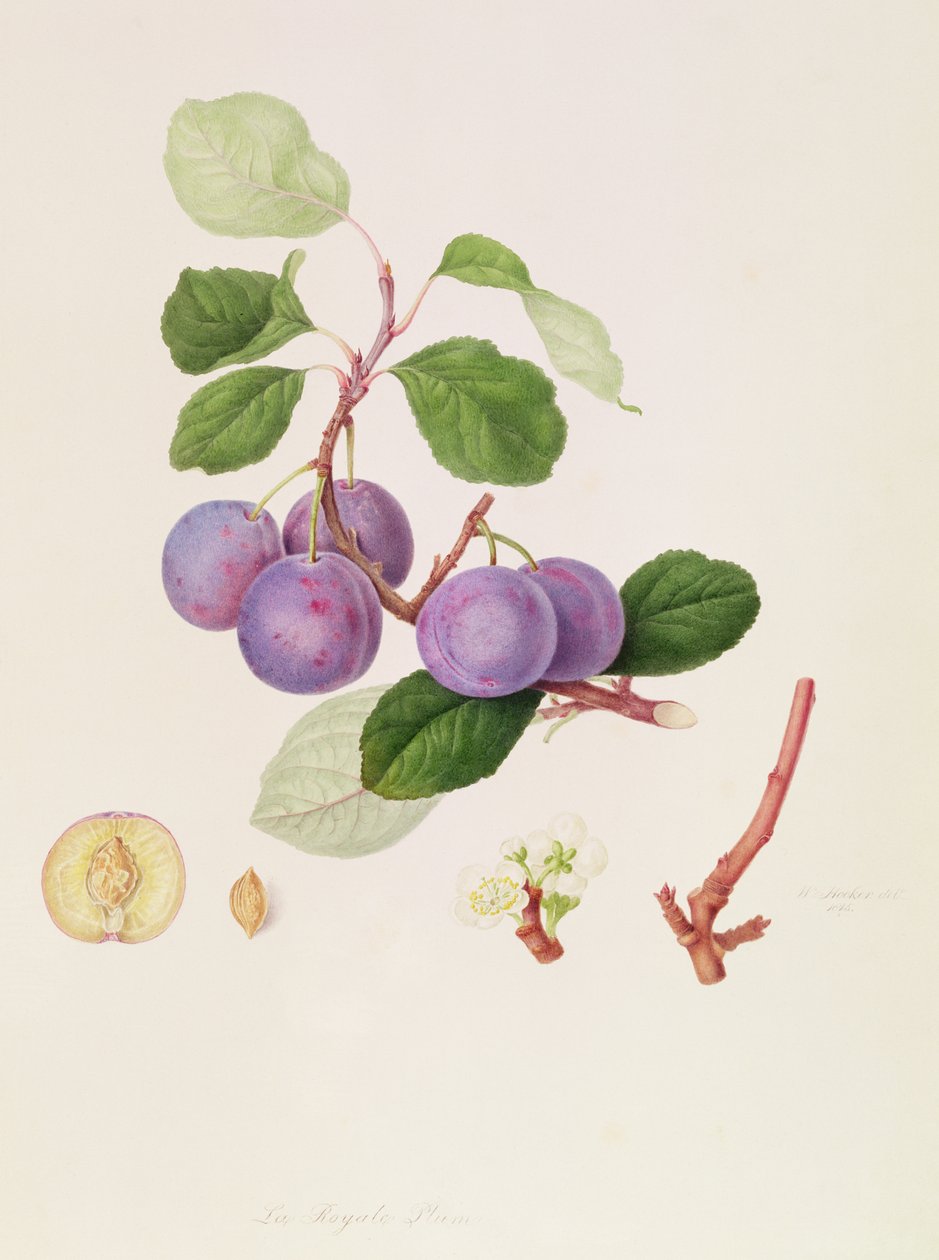 La Royale Prune, 1815 - William Hooker