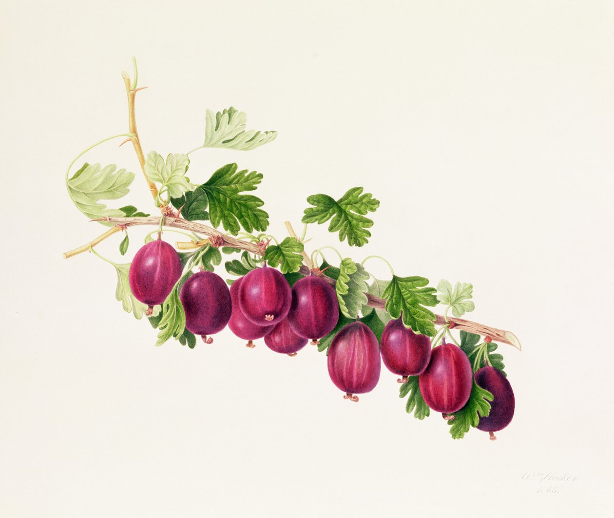 Groseille pourpre - William Hooker