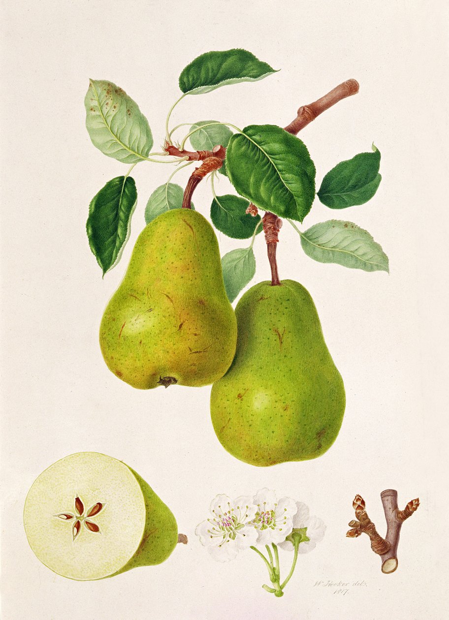 La poire D
