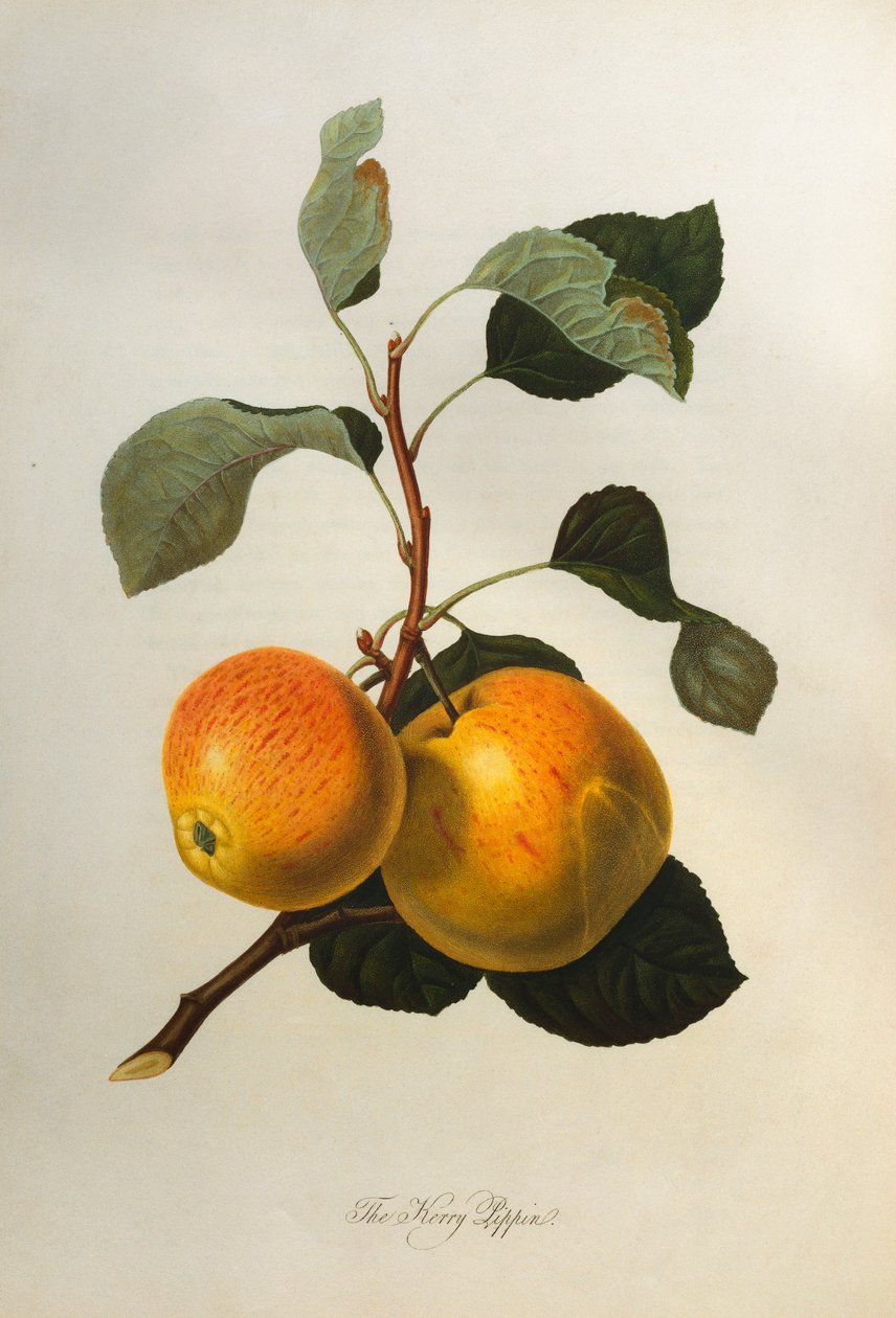 Le Kerry Pippin, de "Pomona Londinensis", 1818 - William Hooker