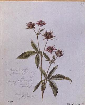 Marsh Cinquefoil, peint à Brentwood - William James Linton