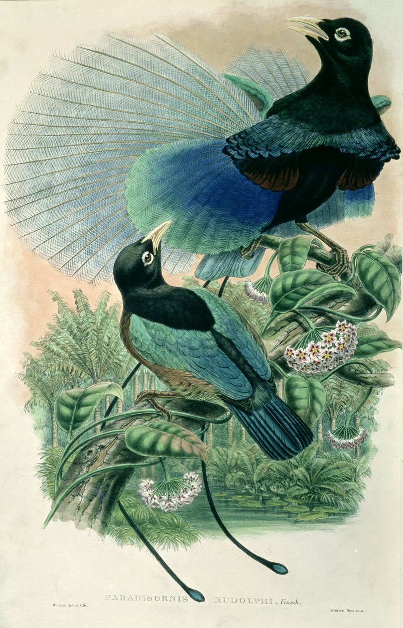 Oiseau de paradis bleu (lithographie en couleur) - William Matthew Hart