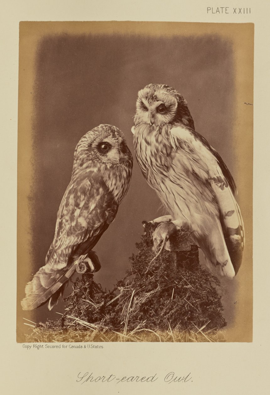 Hibou des marais - William Notman