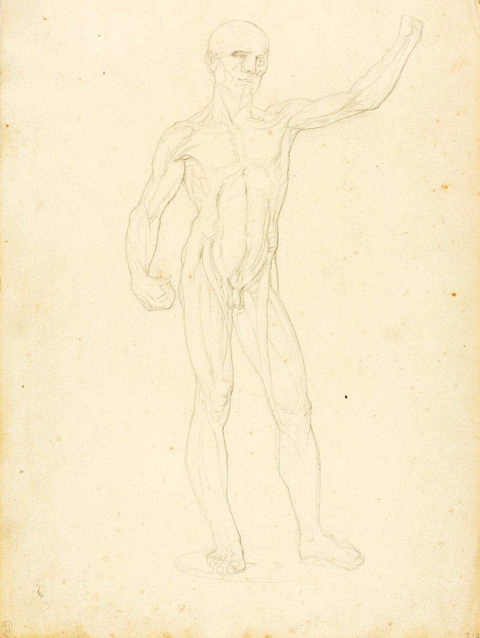 (Une Ecorche, vue de face) - William Page