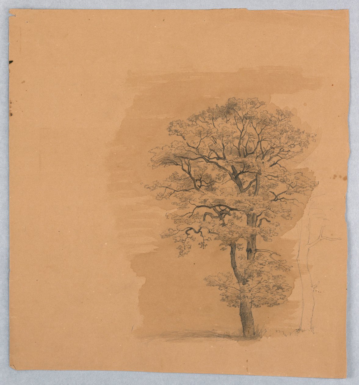 Étude de feuillage - William Stanley Haseltine