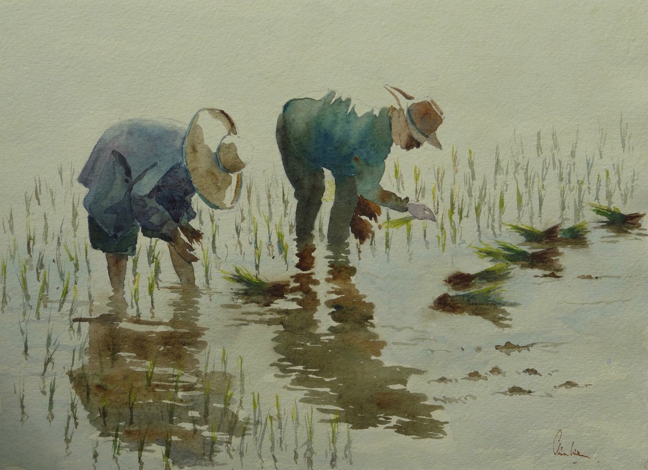 885 Plantation de riz - Wilson Clive