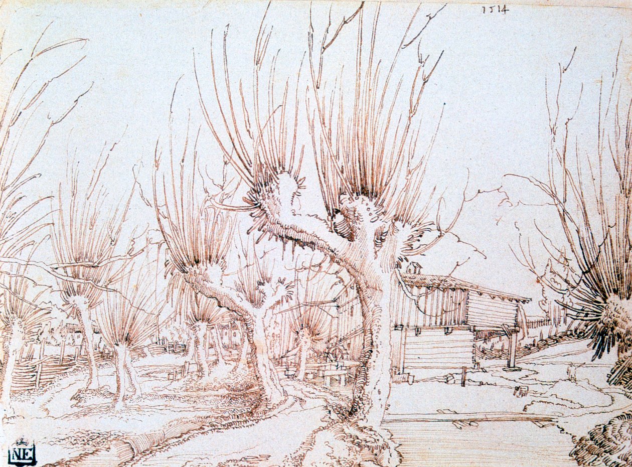 Plantation de saules - Wolf Huber