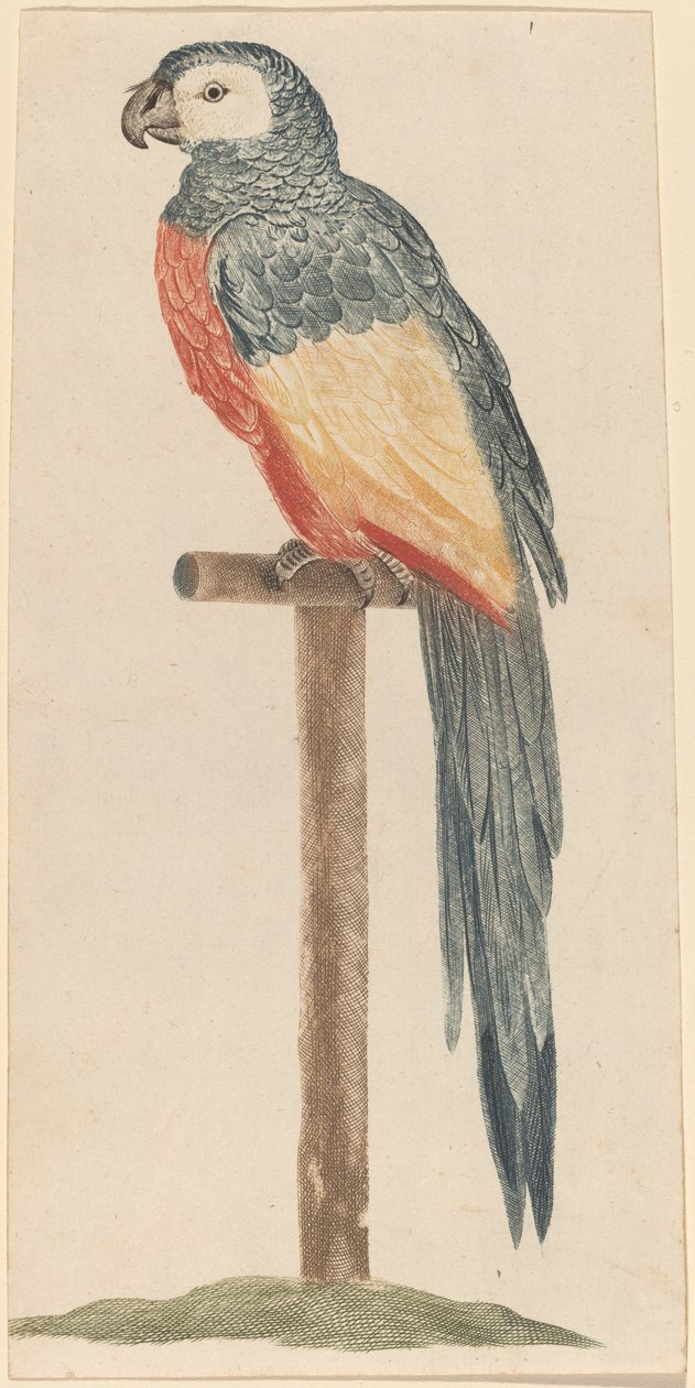Perroquet - Workshop of Johann Teyler