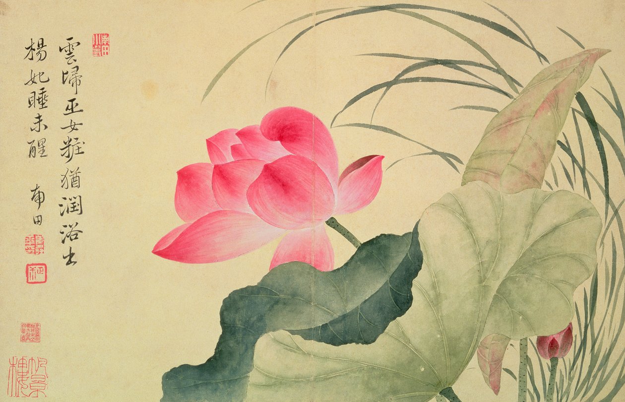 Fleur de lotus, par Yun Shou-P