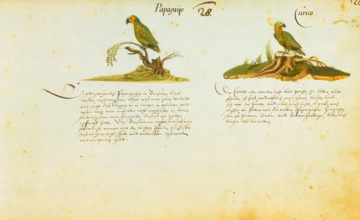 Zacharias Wagner, Papagayo / Curico - Zacharias Wagner