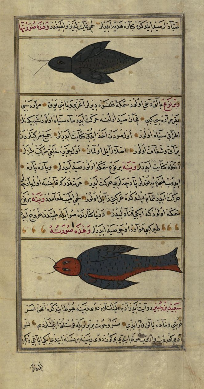 Deux poissons étranges des mers de Vaynah (Vinah) - Zakariya al Qazwini