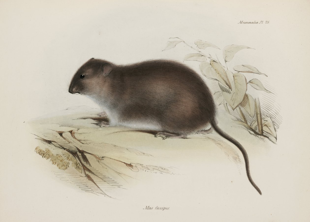 Rat brun ou à pieds bruns, Australie, vers 1832-1836 - John Pardon