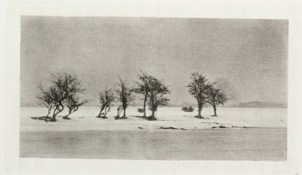 Arbres épineux noueux - Frederick (attr. to) Barnard
