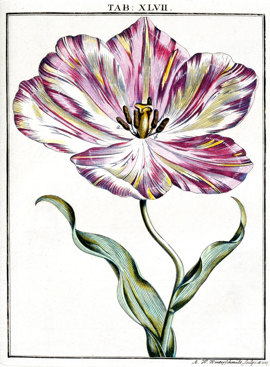 Microscopie - Frederick (attr. to) Barnard