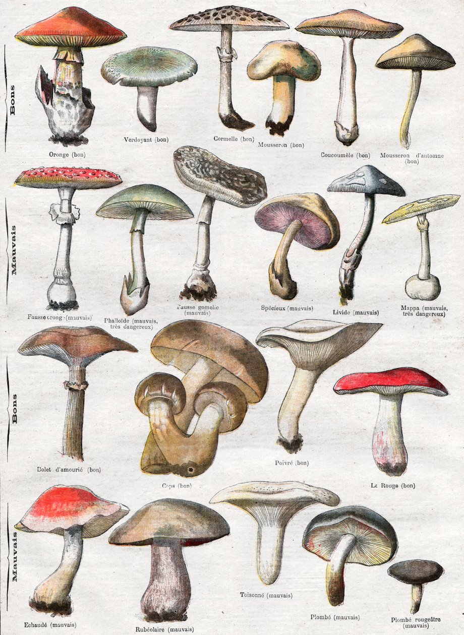Champignons - . .