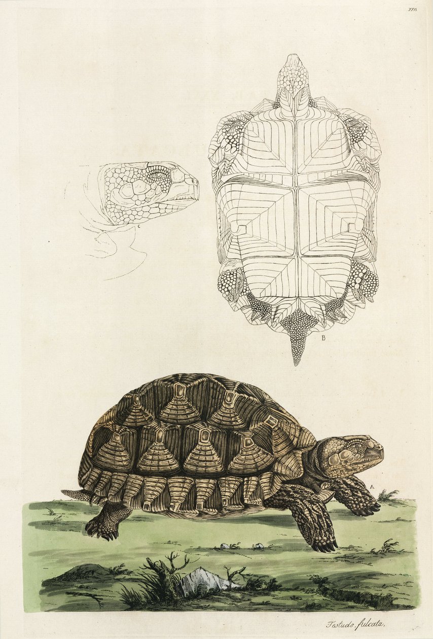 Tortue éperonnée - John Pardon