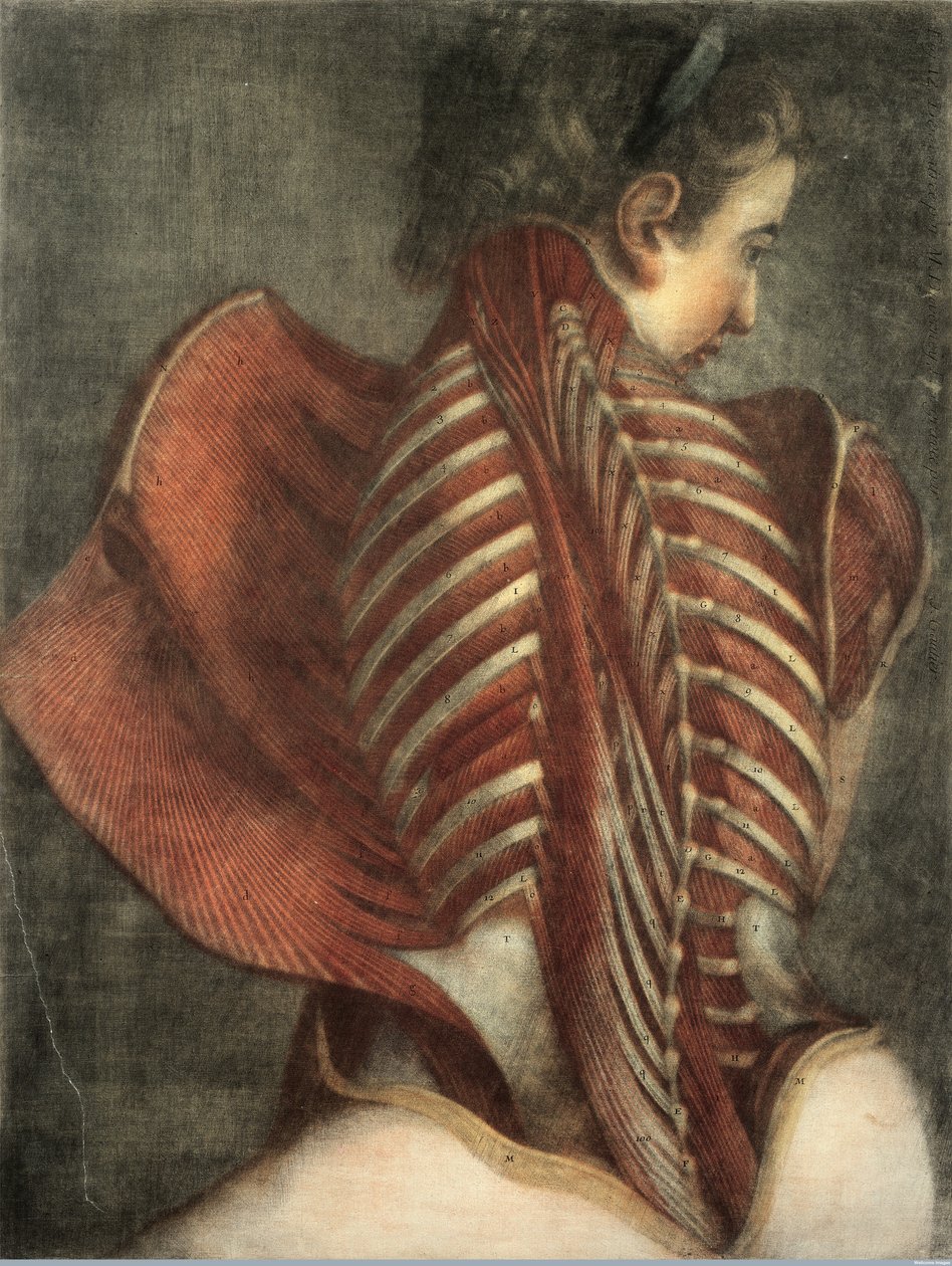 Muscles du dos chez une femme - after Gautier Dagoty