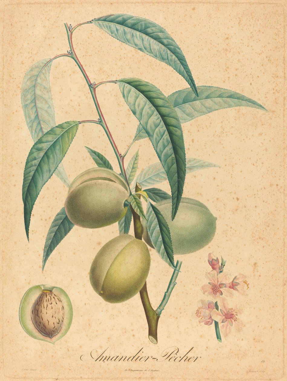 Amandier - Pêcher - after A. Poiteau