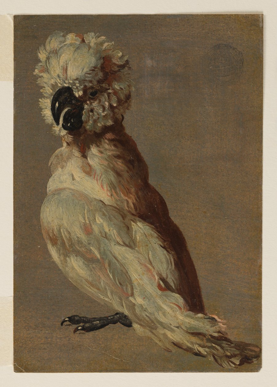 Un cacatoès blanc-brun - after Frans Snyders