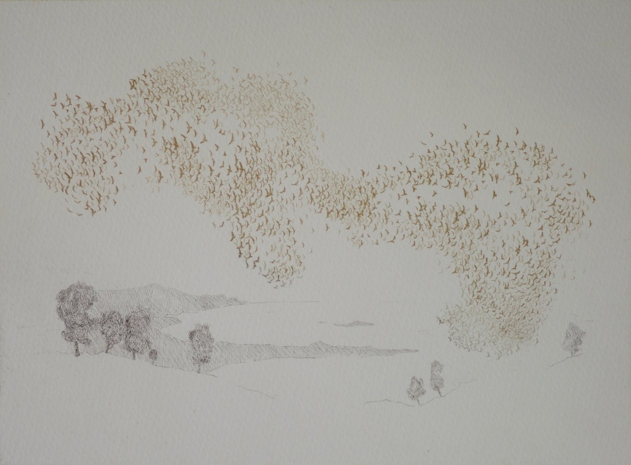 Oiseaux du soleil - angus hampel