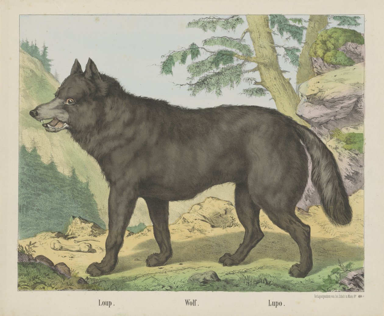 Loup - firma Joseph Scholz