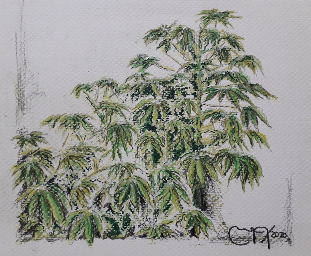 Plante de manioc - miguelmendez_art.ve