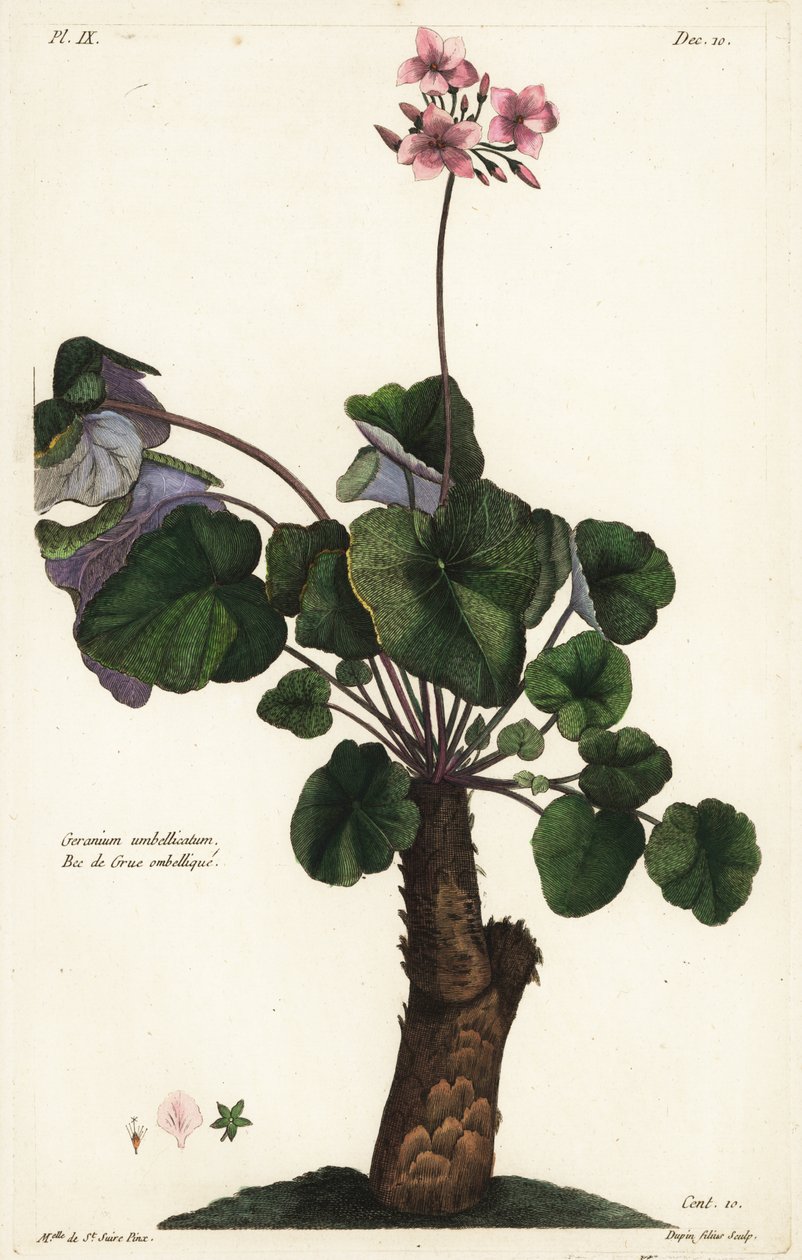 Espèce non résolue de géranium, Geranium umbellicatum - the Younger Dupin