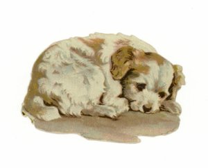 Chiot dormant