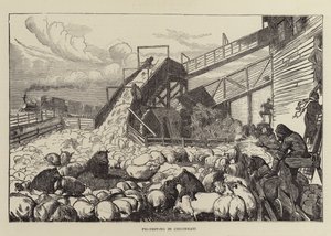 Conduite de porcs à Cincinnati