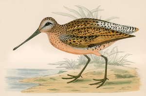 Bécassine brune