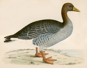Oie cendrée