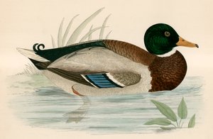 Canard colvert