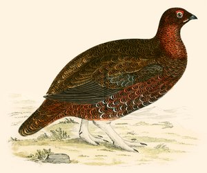 Lagopède