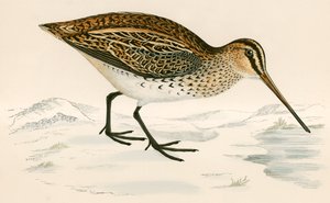Bécassine