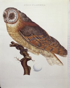 Chouette effraie (Strix Flammea) 1796