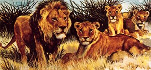 Une troupe de lions