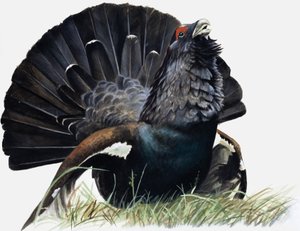 Oiseau