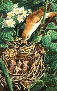 Oiseau nourrissant des poussins dans le nid